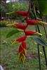 Jardin Botanico (36)
